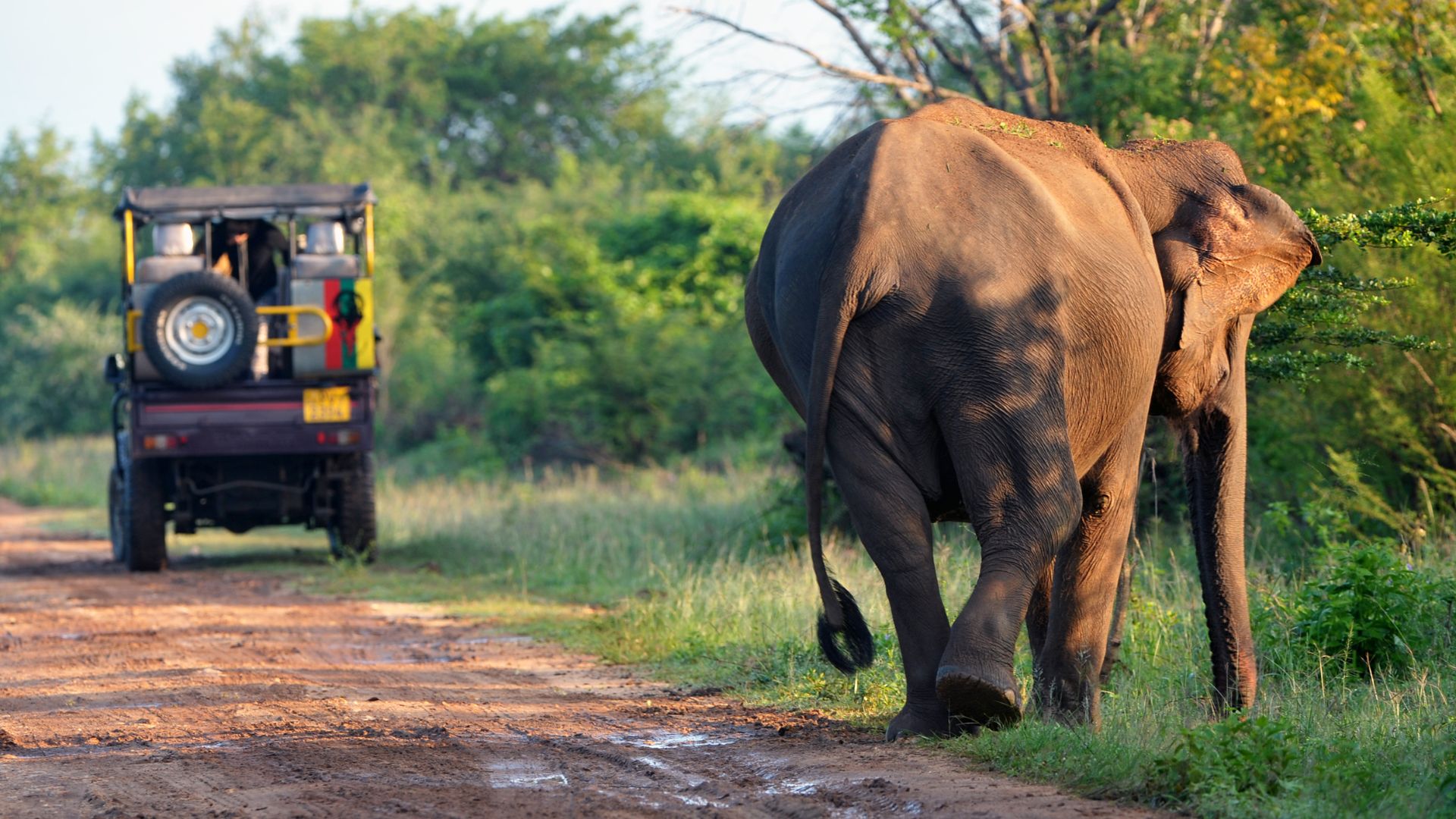 image featuring elephat on the side of a road in Sri lanka