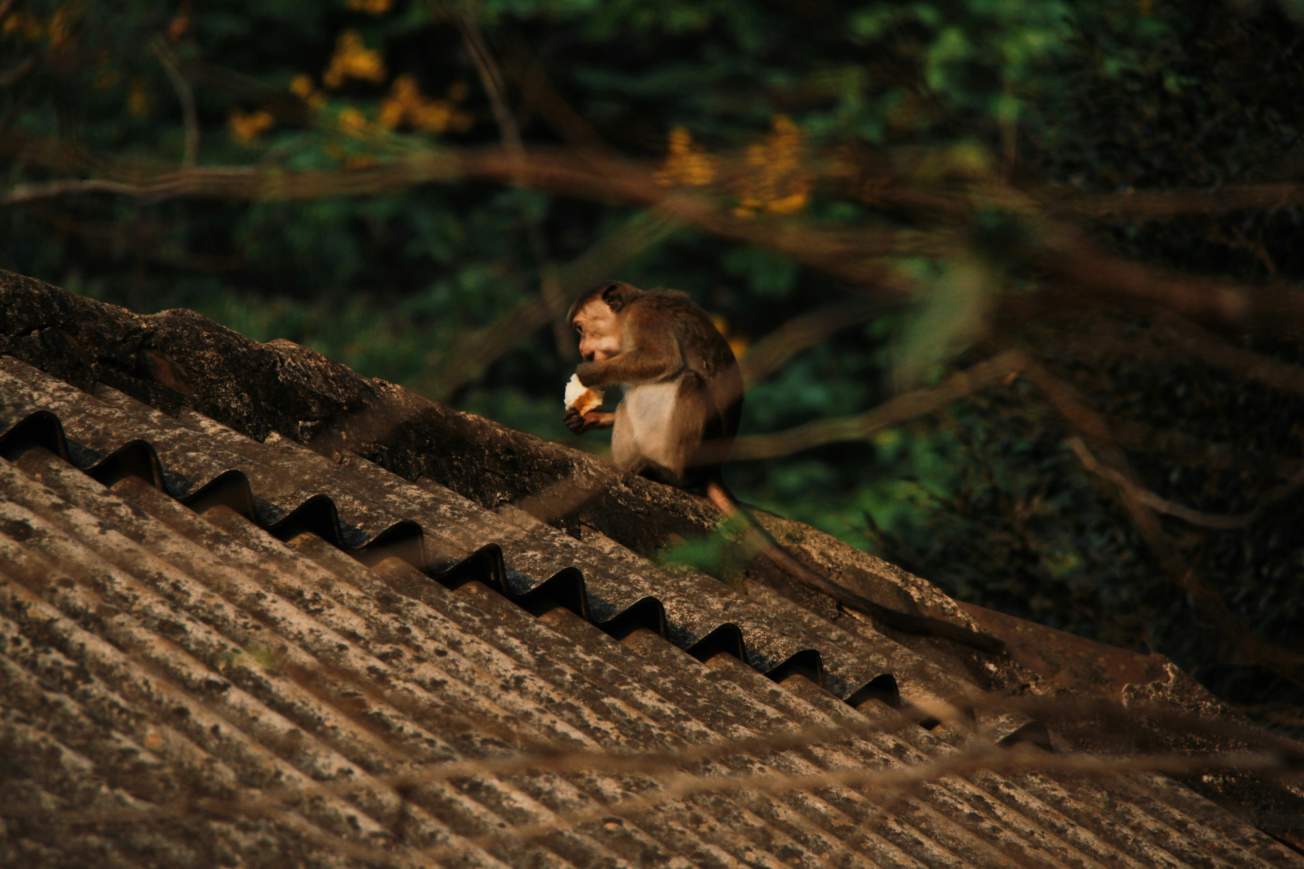 Eco-Park Habarana